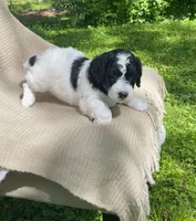 Strudel, a female Goldendoodle and Sheepadoodle for sale in Nashville, TN – 6 of 10