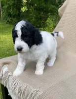 Panini, a male Goldendoodle and Sheepadoodle for sale in Nashville, TN – 8 of 10
