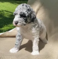 Danish, a male Goldendoodle and Sheepadoodle for sale in Nashville, TN – 10 of 10