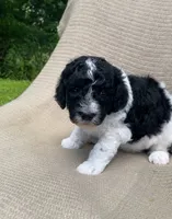 Beignet, a male Goldendoodle and Sheepadoodle for sale in Nashville, TN – 7 of 10