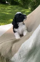 Biscuit, a male Goldendoodle and Sheepadoodle for sale in Nashville, TN – 8 of 9