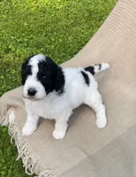 Panini, a male Goldendoodle and Sheepadoodle for sale in Nashville, TN – 7 of 10