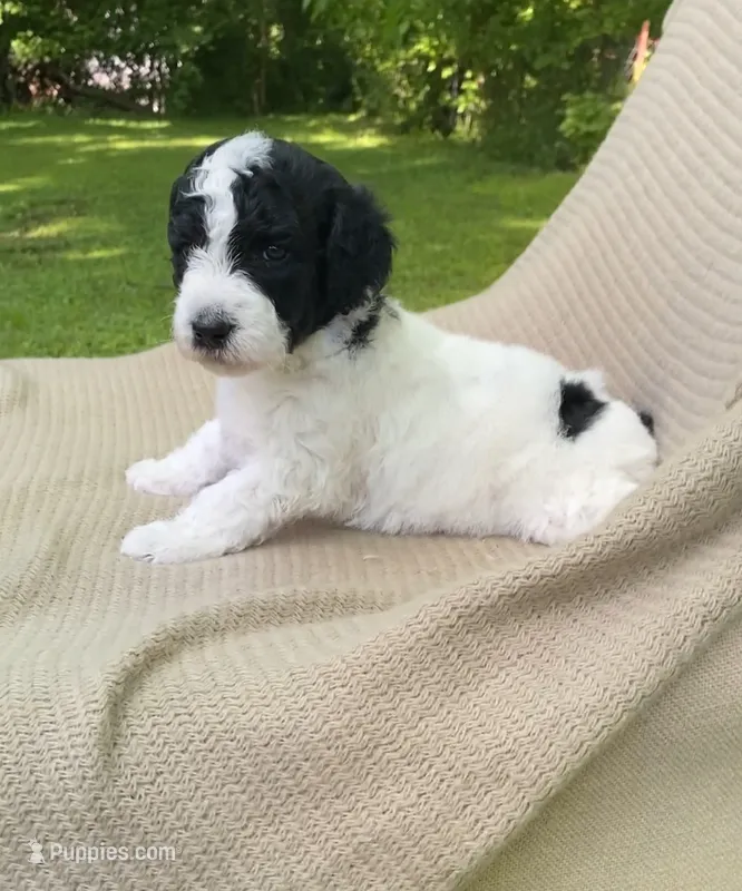 Panini – Goldendoodle, Sheepadoodle puppy for sale in Nashville, TN