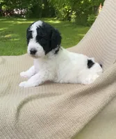 Panini, a male Goldendoodle and Sheepadoodle for sale in Nashville, TN – 1 of 10