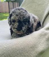 Churro, a male Goldendoodle and Sheepadoodle for sale in Nashville, TN – 9 of 10