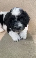 Biscuit, a male Goldendoodle and Sheepadoodle for sale in Nashville, TN – 3 of 9