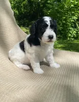 Strudel, a female Goldendoodle and Sheepadoodle for sale in Nashville, TN – 4 of 10