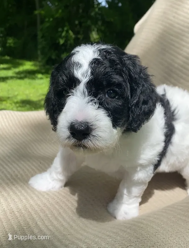 Strudel – Goldendoodle, Sheepadoodle puppy for sale in Nashville, TN