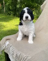 Panini, a male Goldendoodle and Sheepadoodle for sale in Nashville, TN – 6 of 10