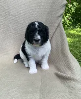 Beignet, a male Goldendoodle and Sheepadoodle for sale in Nashville, TN – 9 of 10
