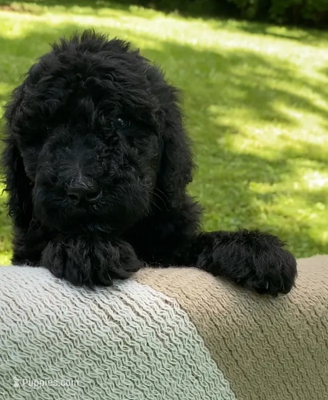 Pumpernickel  – Goldendoodle, Sheepadoodle puppy for sale in Nashville, TN