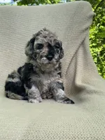 Churro, a male Goldendoodle and Sheepadoodle for sale in Nashville, TN – 1 of 10