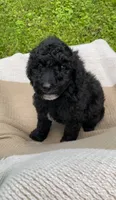 Baguette, a male Goldendoodle and Sheepadoodle for sale in Nashville, TN – 2 of 9