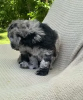 Churro, a male Goldendoodle and Sheepadoodle for sale in Nashville, TN – 6 of 10