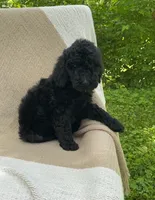 Pumpernickel , a male Goldendoodle and Sheepadoodle for sale in Nashville, TN – 7 of 9