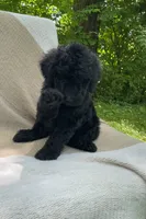 Pumpernickel , a male Goldendoodle and Sheepadoodle for sale in Nashville, TN – 4 of 9