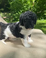 Scone, a male Goldendoodle and Sheepadoodle for sale in Nashville, TN – 8 of 10