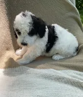 Pita, a male Goldendoodle and Sheepadoodle for sale in Nashville, TN – 6 of 10