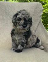 Churro, a male Goldendoodle and Sheepadoodle for sale in Nashville, TN – 8 of 10