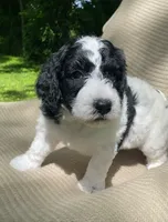 Strudel, a female Goldendoodle and Sheepadoodle for sale in Nashville, TN – 7 of 10