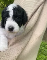 Panini, a male Goldendoodle and Sheepadoodle for sale in Nashville, TN – 9 of 10