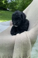 Baguette, a male Goldendoodle and Sheepadoodle for sale in Nashville, TN – 4 of 9