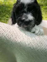 Biscuit, a male Goldendoodle and Sheepadoodle for sale in Nashville, TN – 6 of 9