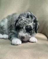 Danish, a male Goldendoodle and Sheepadoodle for sale in Nashville, TN – 8 of 10