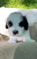 Pita, a male Goldendoodle and Sheepadoodle for sale in Nashville, TN – 2 of 10