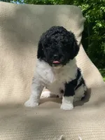 Scone, a male Goldendoodle and Sheepadoodle for sale in Nashville, TN – 10 of 10
