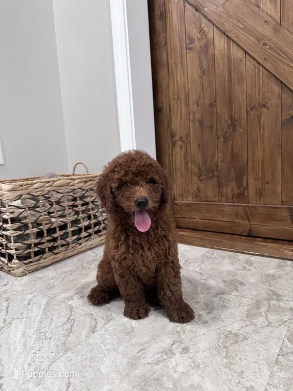 Milo – Poodle - Miniature  puppy for sale in Mount Airy, NC