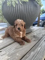 Mia, a female Poodle - Miniature  for sale in Mount Airy, NC – 3 of 5
