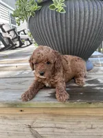 Bella , a female Poodle - Miniature  for sale in Mount Airy, NC – 5 of 5