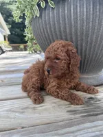 Milo, a male Poodle - Miniature  for sale in Mount Airy, NC – 4 of 4