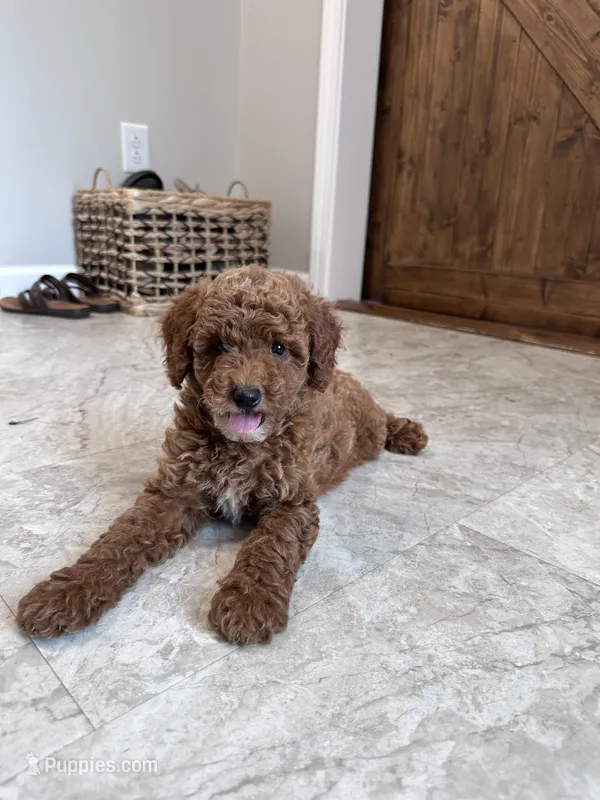 Bella  – Poodle - Miniature  puppy for sale in Mount Airy, NC