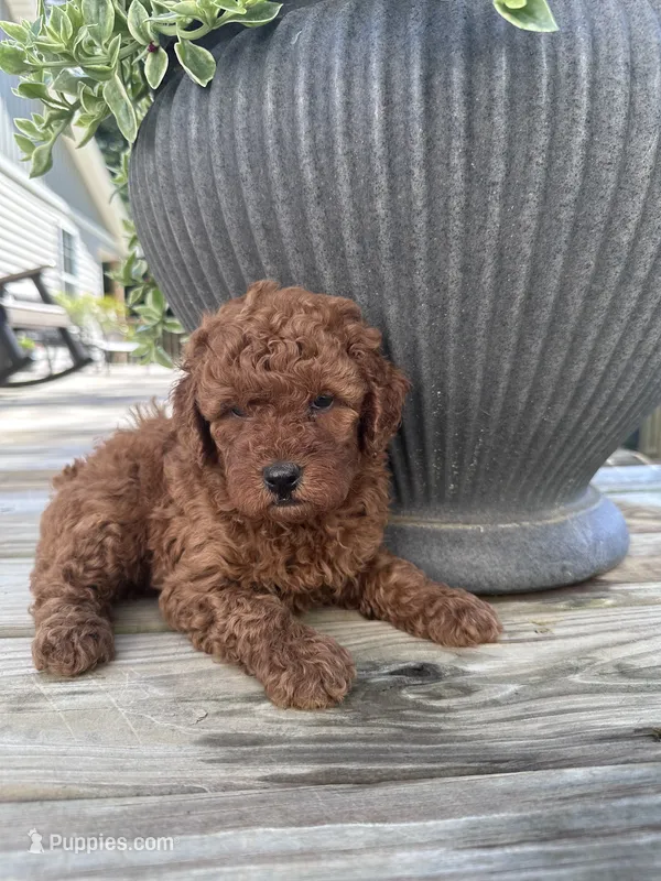 Milo – Poodle - Miniature  puppy for sale in Mount Airy, NC