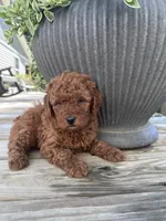 Milo, a male Poodle - Miniature  for sale in Mount Airy, NC – 1 of 4