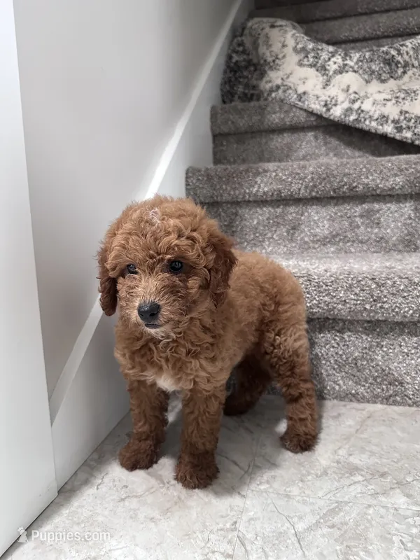 Stella  – Poodle - Miniature  puppy for sale in Mount Airy, NC