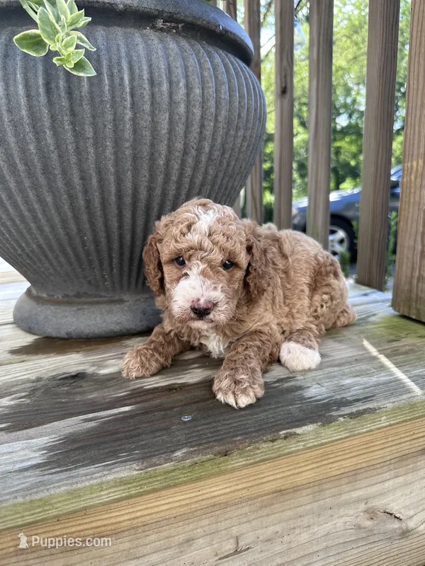 Bruno – Poodle - Miniature  puppy for sale in Mount Airy, NC