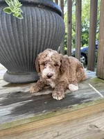 Bruno, a male Poodle - Miniature  for sale in Mount Airy, NC – 1 of 4