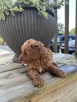 Bella , a female Poodle - Miniature  for sale in Mount Airy, NC – 3 of 5