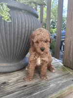 Stella , a female Poodle - Miniature  for sale in Mount Airy, NC – 4 of 4