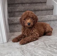 Milo, a male Poodle - Miniature  for sale in Mount Airy, NC – 5 of 6