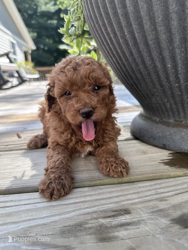Chloe – Poodle - Miniature  puppy for sale in Mount Airy, NC