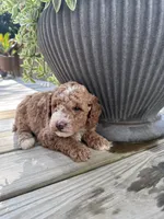 Bruno, a male Poodle - Miniature  for sale in Mount Airy, NC – 3 of 4
