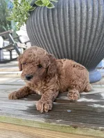 Bella , a female Poodle - Miniature  for sale in Mount Airy, NC – 4 of 5