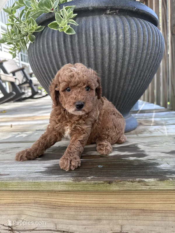 Bella  – Poodle - Miniature  puppy for sale in Mount Airy, NC
