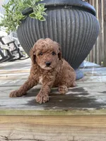 Bella , a female Poodle - Miniature  for sale in Mount Airy, NC – 1 of 5