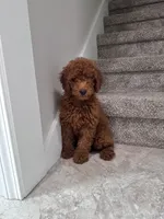 Milo, a male Poodle - Miniature  for sale in Mount Airy, NC – 3 of 6