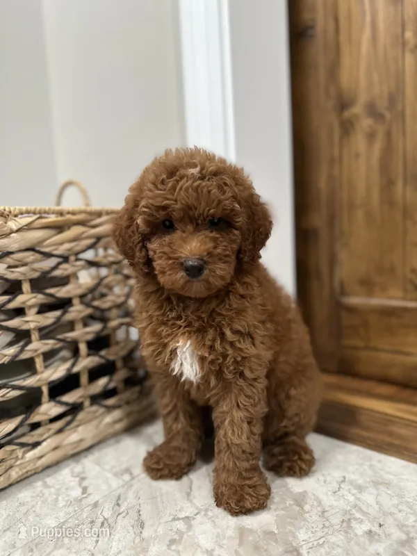 Chloe – Poodle - Miniature  puppy for sale in Mount Airy, NC